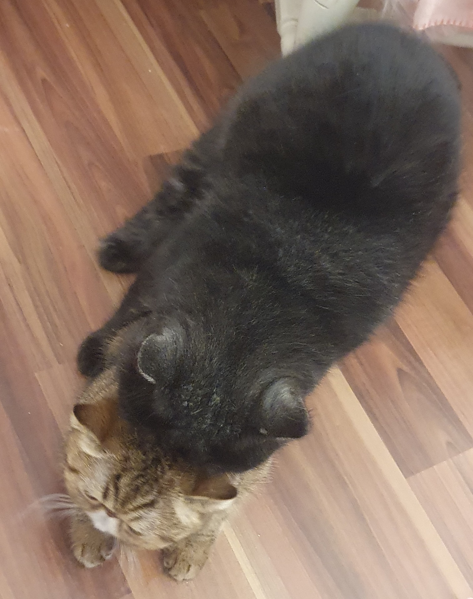 Kukka ja Noki 11.11.2025 treffeillä