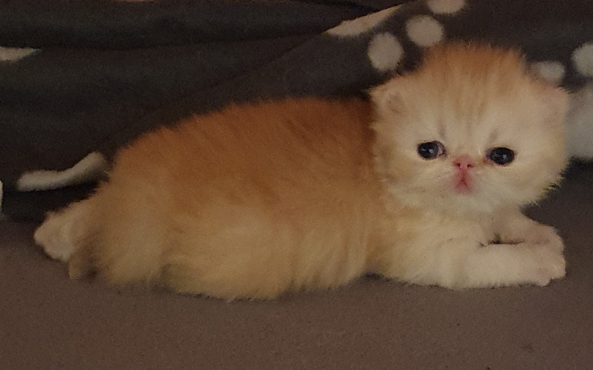 Icebreaker's Gold Aureole ♂️