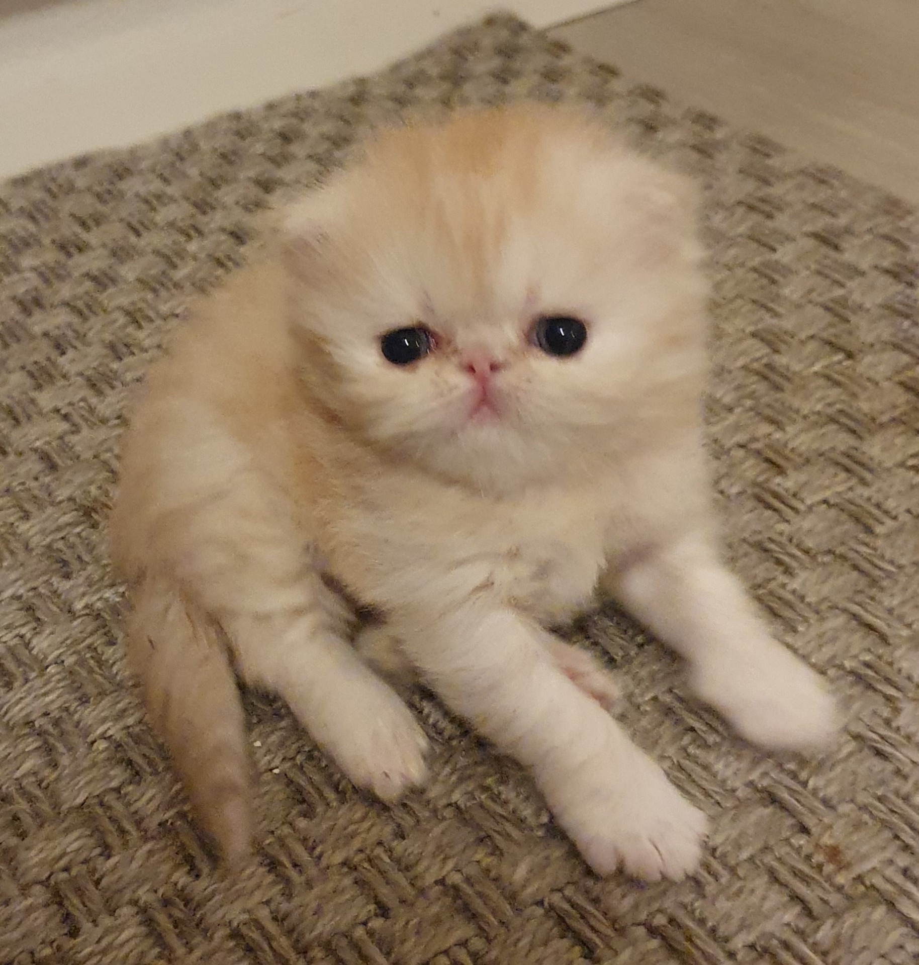 Icebreaker's Gold Aureole ♂️