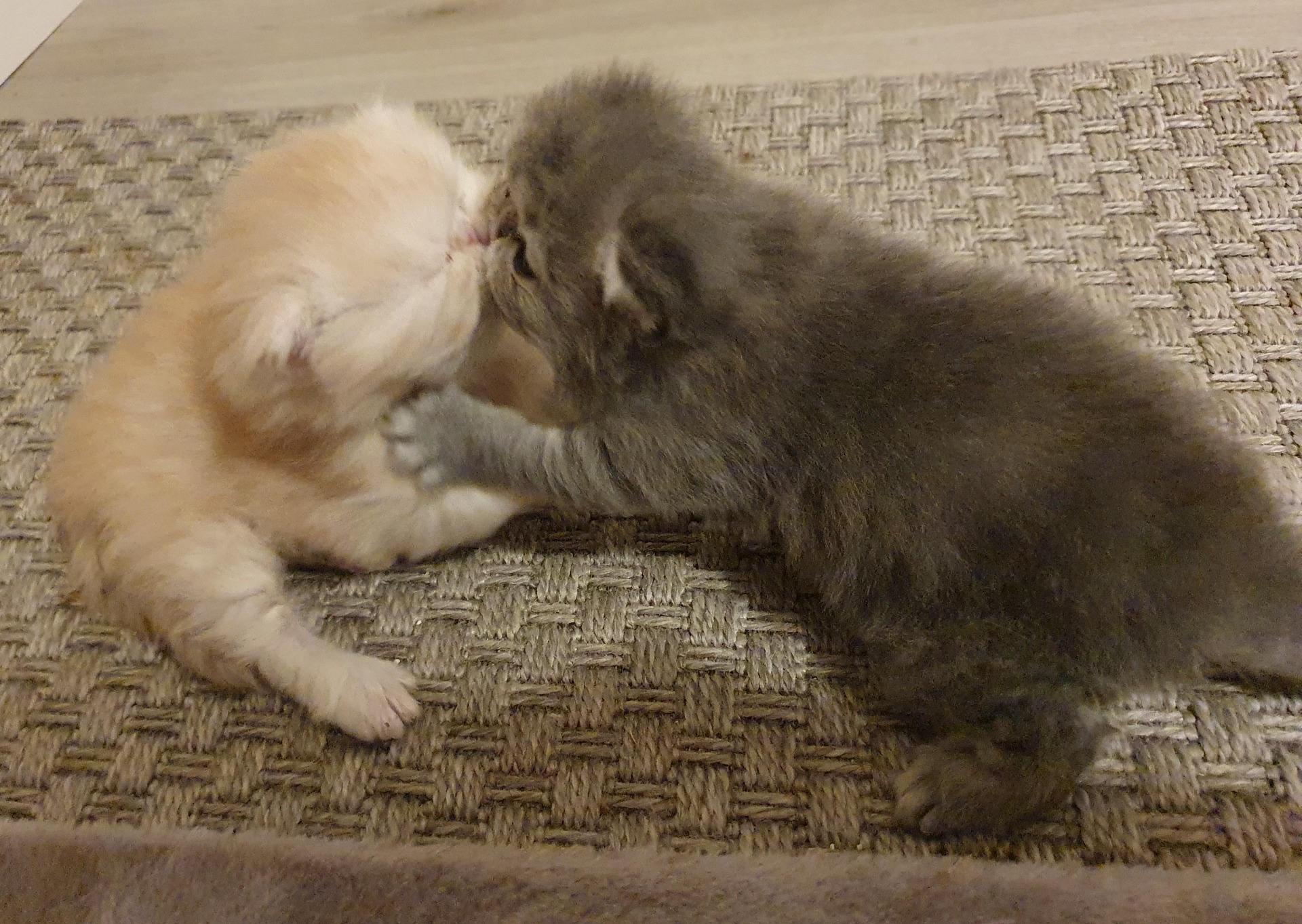 Pennut 4 viikkoisina