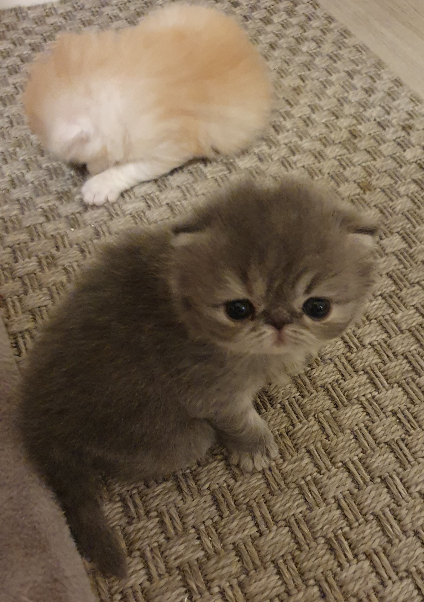 Mimie keskittyy söpönä olemiseen