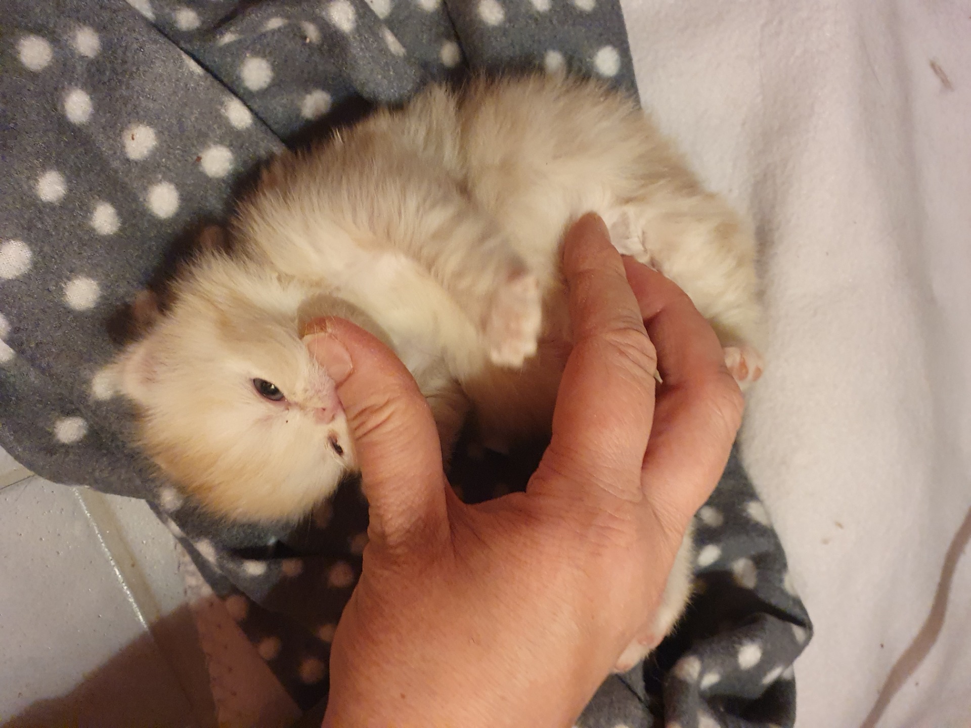 Aatos pureskelee mielellään sormia