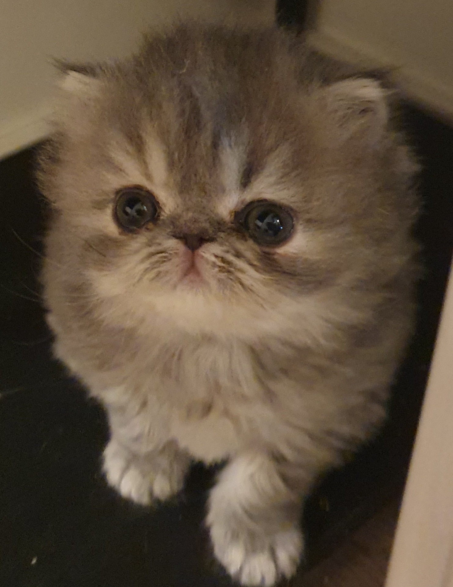 5 viikkoinen Icebreaker's God Sent Us Blue 