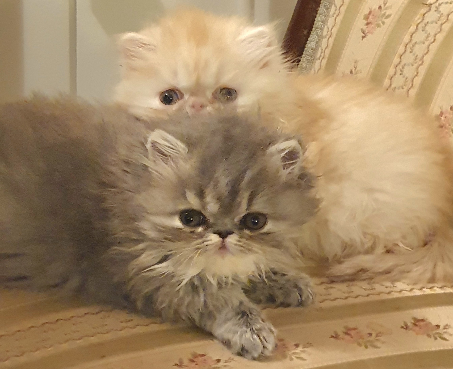 Pennut 8 viikon iässä 