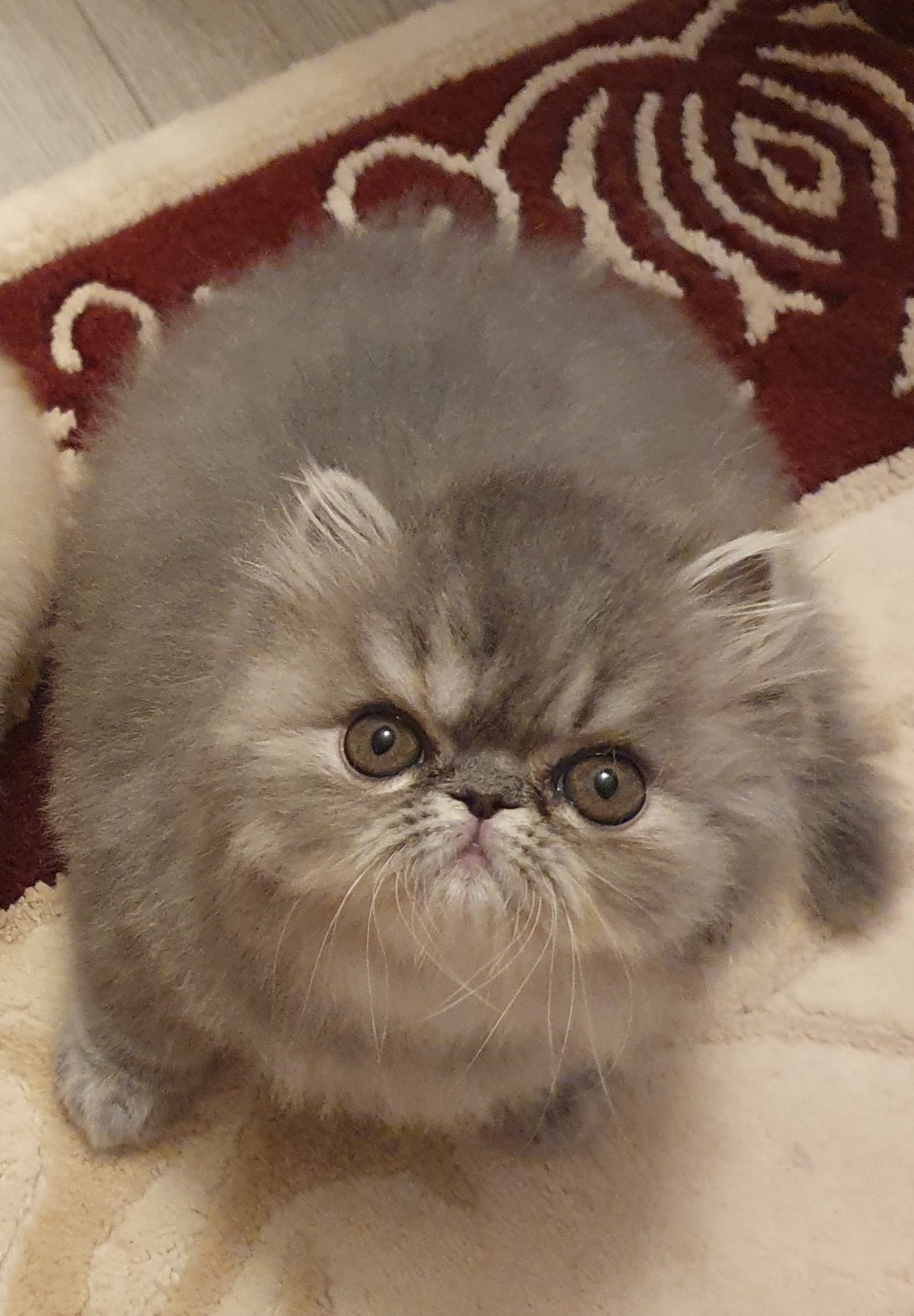 Icebreaker's God Sent Us Blue ♀️