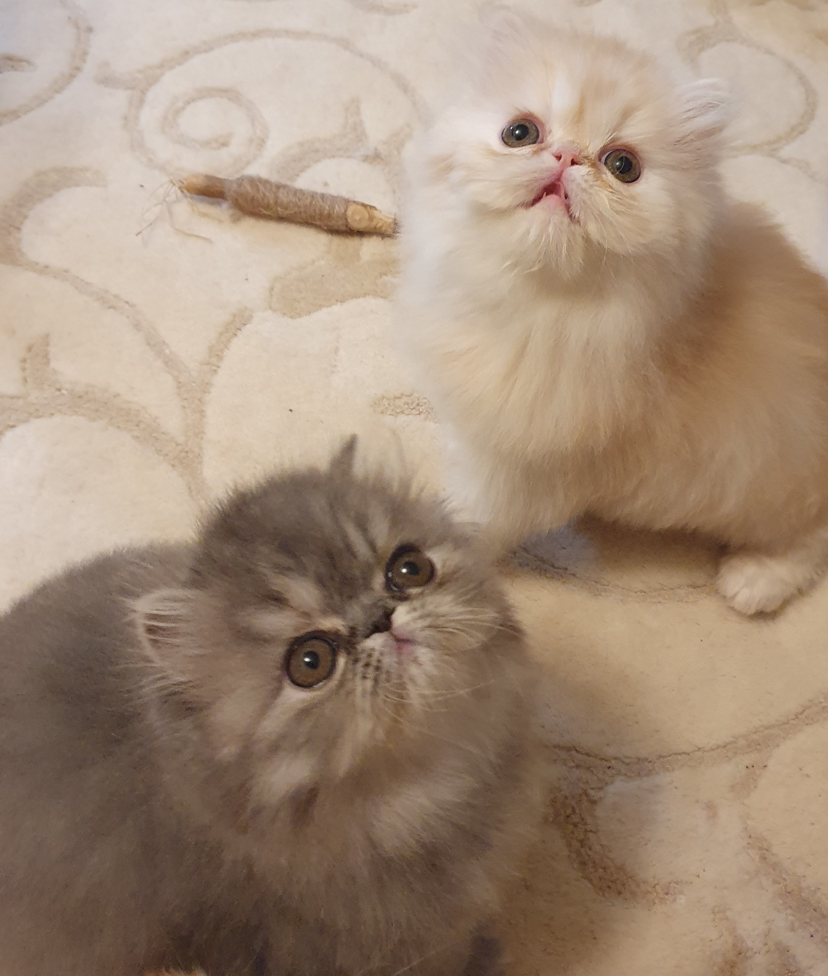 Icebreaker's Gold Aureole ja God Sent Us Blue