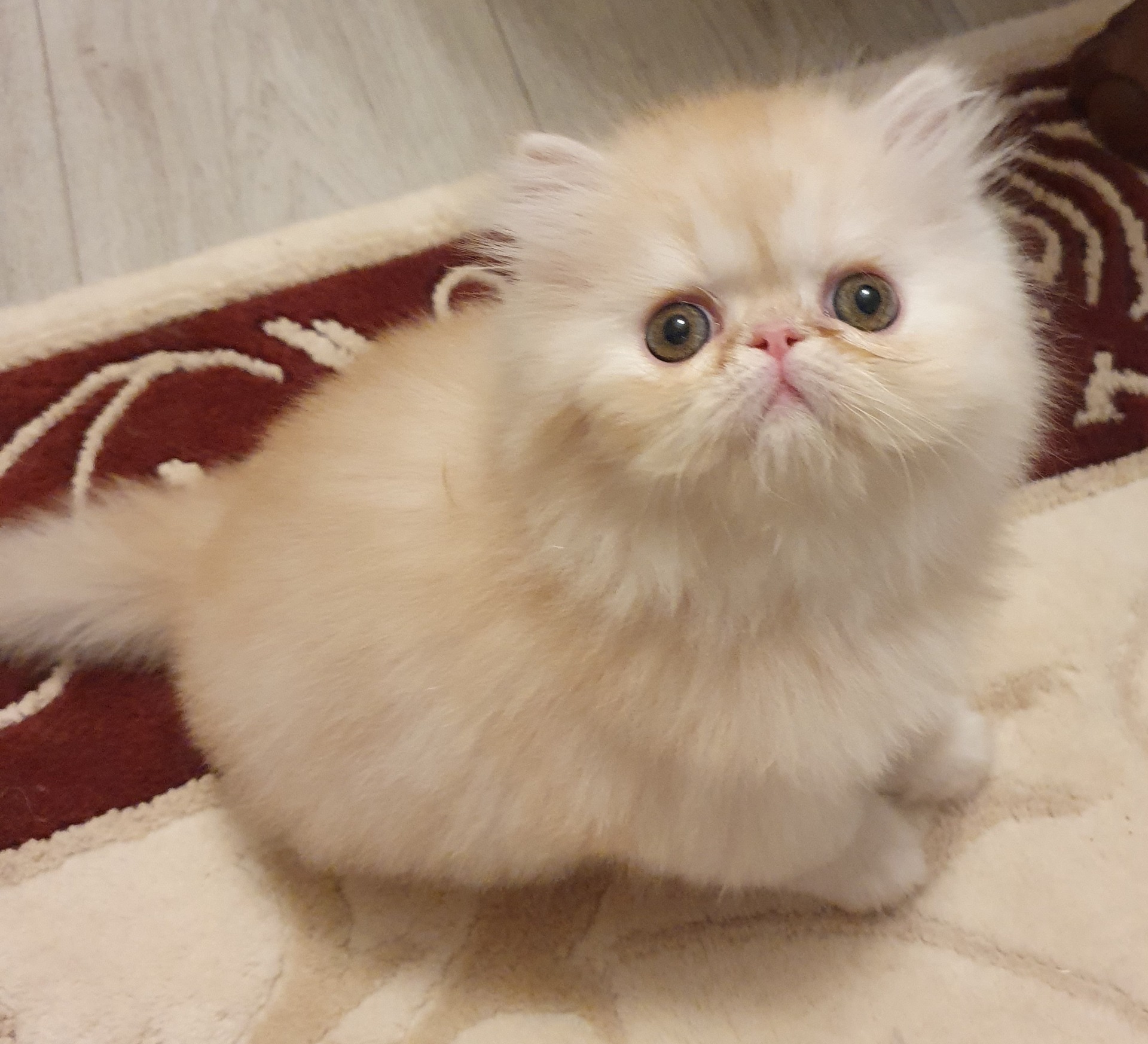 Icebreaker's Gold Aureole ♂️