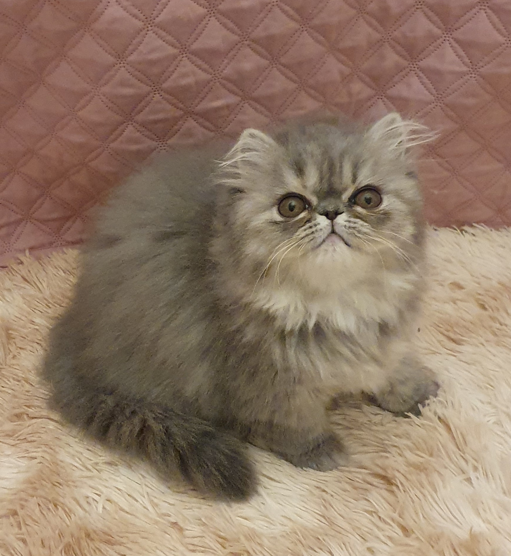 Icebreaker's God Sent Us Blue ♀️ 11 weeks