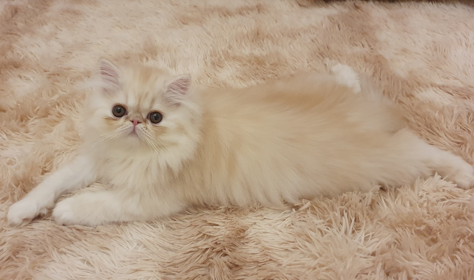 Icebreaker's Gold Aureole ♂️ 11 weeks